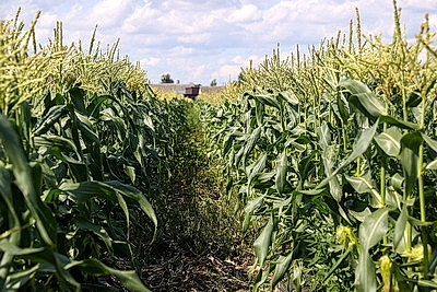 КФХ Столинского района используют пеллеты для производства плодоовощной продукции