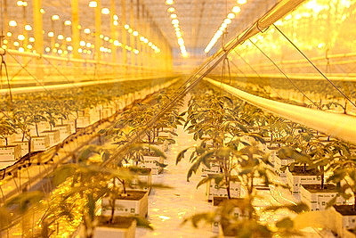 Комплекс для выращивания томатов построили в Ольшанах по программе \"Один район - один проект\"