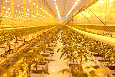 Комплекс для выращивания томатов построили в Ольшанах по программе \"Один район - один проект\"