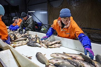 Осенью в рыбхозах пересаживают рыбу на зиму