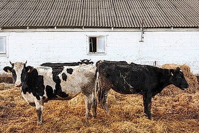 Рейдовая группа проверила предприятия АПК Лиозненского района