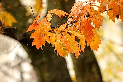 Осенний дождливый день