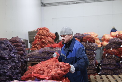 В Минске в стабфонды заложено 43 тыс. тонн овощей и яблок