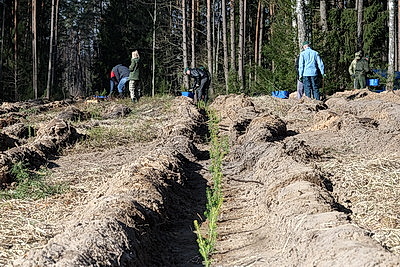 К акции \"Дай лесу новае жыццё\" присоединились представители Могилевского облисполкома