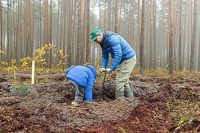 В Беларуси во время акции \"Дай лесу новае жыццё!\" планируется высадить 21 млн деревьев