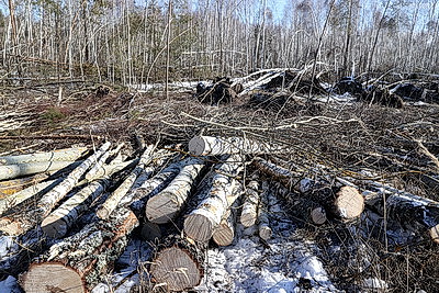 Завершить разработку ветроломов и восстановить лес после июльского урагана. Сроки и объемы обсудили в Жлобине