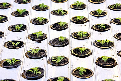 Круглый год в магазинах! Как выращивают овощи в тепличном хозяйстве \"ДОРОРС\"