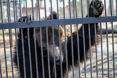 \"Чувствуют себя хорошо\". Медведицы из Витебского зоопарка вышли из зимней спячки