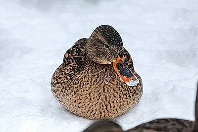 Акция \"Птичий патруль\": актив БСЖ подкармливает птиц