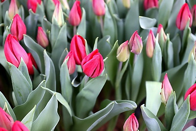 Более 15 тыс. луковиц тюльпанов высадили лесоводы Петриковского лесхоза в нынешнем сезоне