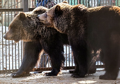 \"Чувствуют себя хорошо\". Медведицы из Витебского зоопарка вышли из зимней спячки