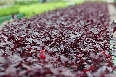 В Бресте собираются высадить миллион цветочных растений