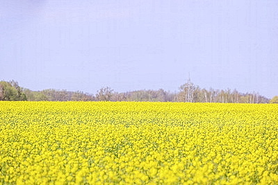 Рапс зацвел на юге Брестской области