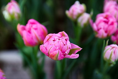 Около 500 тыс. тюльпанов ежегодно выращивает молодой фермер из Дрогичина