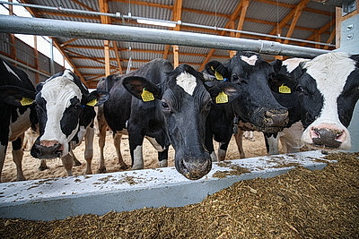 Лукашенко совершил рабочую поездку в Петриковский район