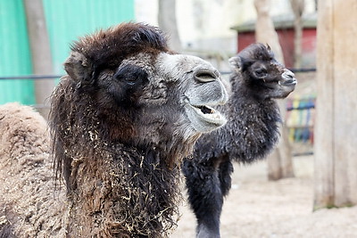 Впервые в Витебском зоопарке родился верблюжонок