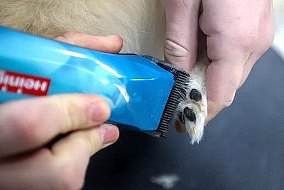 Школьник из Гродно нашел себя в груминге после первой стрижки своего йорка