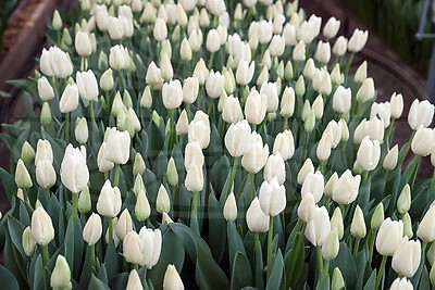 Более 15 тыс. луковиц тюльпанов высадили лесоводы Петриковского лесхоза в нынешнем сезоне