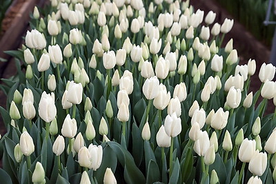 Более 15 тыс. луковиц тюльпанов высадили лесоводы Петриковского лесхоза в нынешнем сезоне