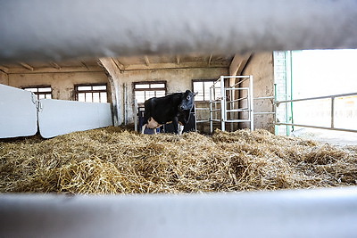 Более 130 тонн молока за жизнь и 55 литров в сутки! Необычная корова-долгожитель с нежной кличкой живет в Беларуси