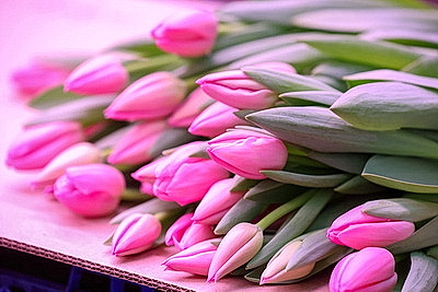 В Гродно готовятся к самому красивому весеннему празднику и начали срезку тюльпанов