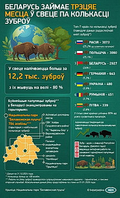 Инфографика. Беларусь занимает третье место в мире по численности зубров