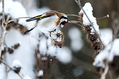ФОТОХРОНИКА начинает новый информационный день