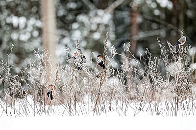 ФОТОХРОНИКА начинает новый информационный день