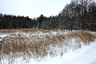 Снежный зимний день