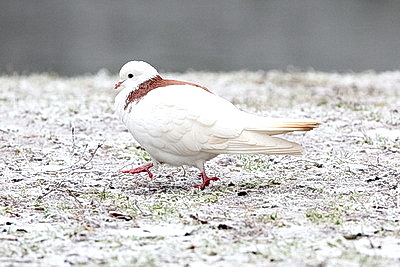 ФОТОХРОНИКА начинает новый информационный день