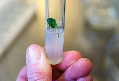 Новые сорта картофеля выращивают в Витебском зональном институте сельского хозяйства