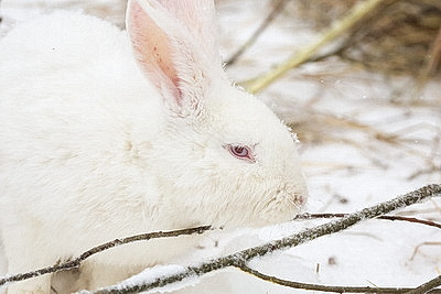 Зимний день в Березинском биосферном заповеднике