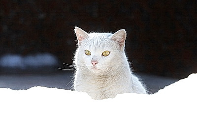 ФОТОХРОНИКА начинает новый информационный день