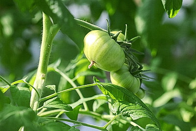 Мартовское путешествие в лето. Как в теплицах Гродненской овощной фабрики растят богатый урожай