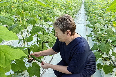 Первые огурцы нового урожая собрали овощеводы тепличного хозяйства \"Брилево\"