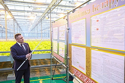 Круглый год в магазинах! Как выращивают овощи в тепличном хозяйстве \"ДОРОРС\"