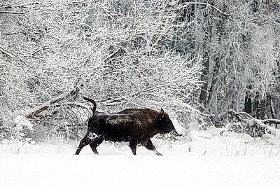 Зубры далеко не отходят, в лесу стоят и ждут. Как подкармливают животных зимой?