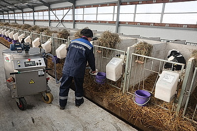 В тепле и с дополнительными порциями молока: как в Могилевской области содержат телят в морозы