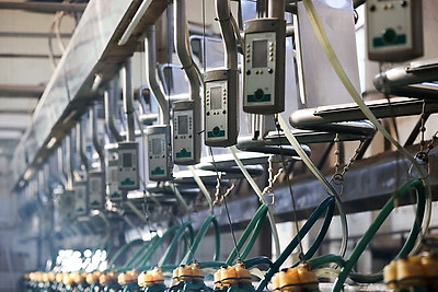 Более 130 тонн молока за жизнь и 55 литров в сутки! Необычная корова-долгожитель с нежной кличкой живет в Беларуси