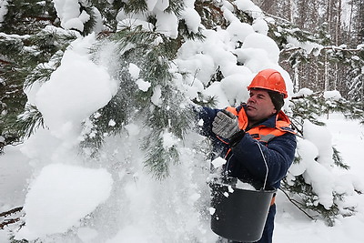 \"Шишки на вес золота\". Как в Белыничском лесхозе заботятся о будущем леса