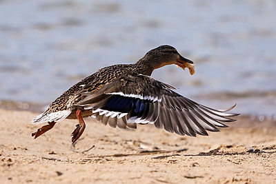Весна. Белоснежные лебеди на водохранилище Дрозды