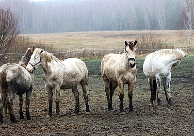 Супруги из Гомельского района разводят лошадей породы белорусская упряжная