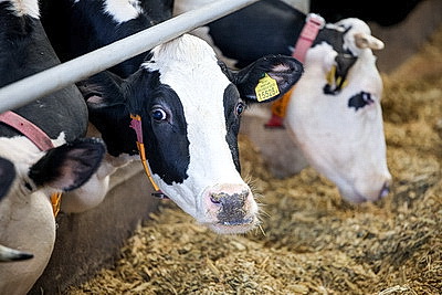 Полюбил мороз и жареную картошку. Как живет и работает в Беларуси зоотехник из Мали