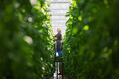 Фермеры Столинского района наращивают объемы производства овощей