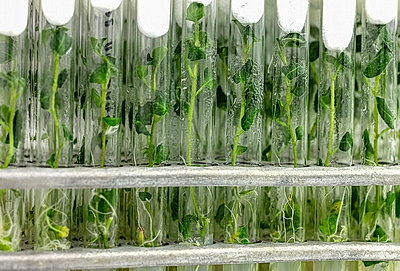 Новые сорта картофеля выращивают в Витебском зональном институте сельского хозяйства