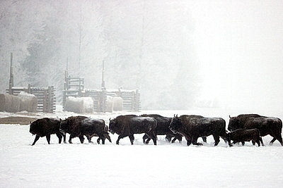 Зубры далеко не отходят, в лесу стоят и ждут. Как подкармливают животных зимой?