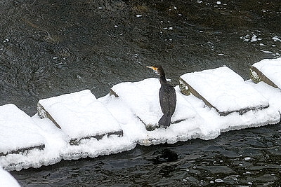 Ночью до -25..-30°С ожидается в Беларуси 15 января