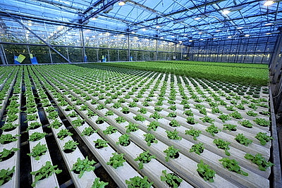 Урожай свежих огурцов, помидоров, салата, зелени собирают в Полоцком районе