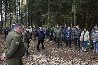 Кочанова: лесовосстановление - инвестиция в здоровье граждан и экономику страны