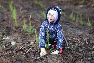 К акции \"Дай лесу новае жыццё!\" в Вороновском районе присоединились около 250 человек